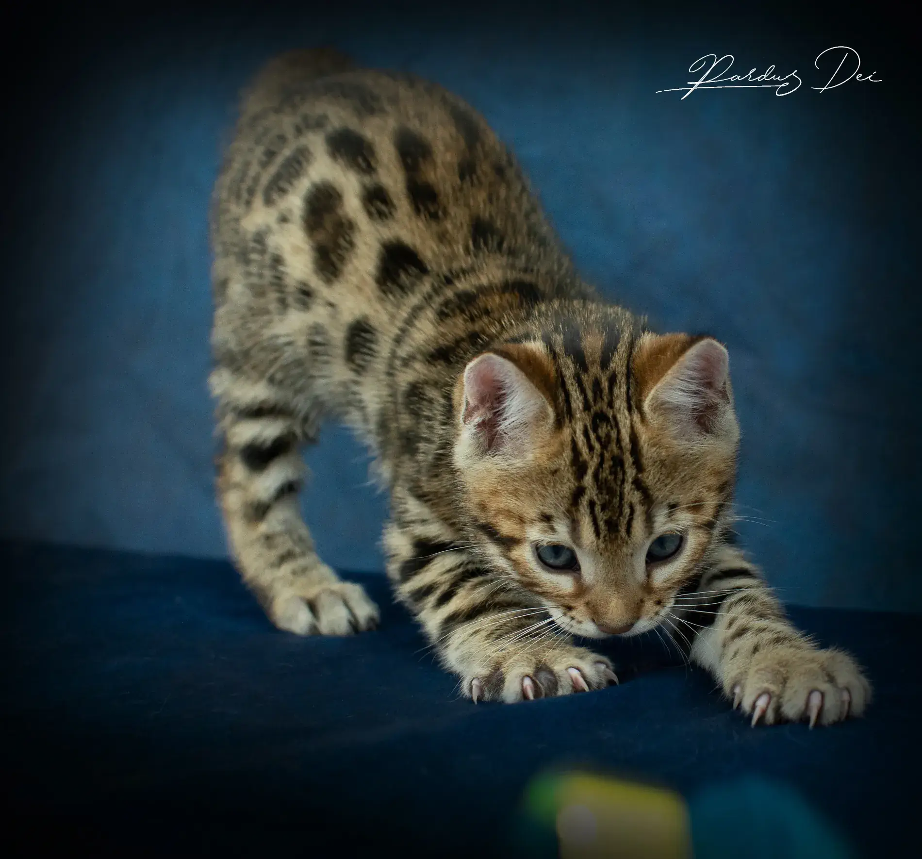 chaton bengal